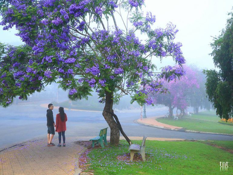 Mùa hoa phượng tím vào tháng 3 ở Đà Lạt