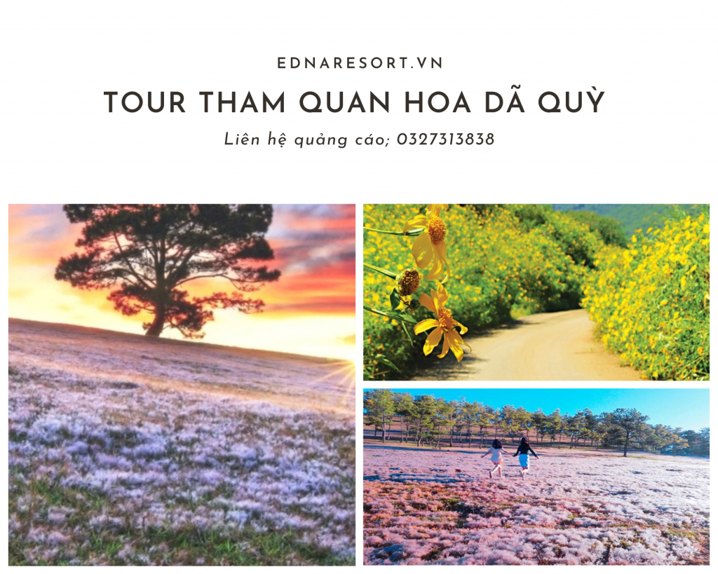 Tour tham quan hoa dã quỳ