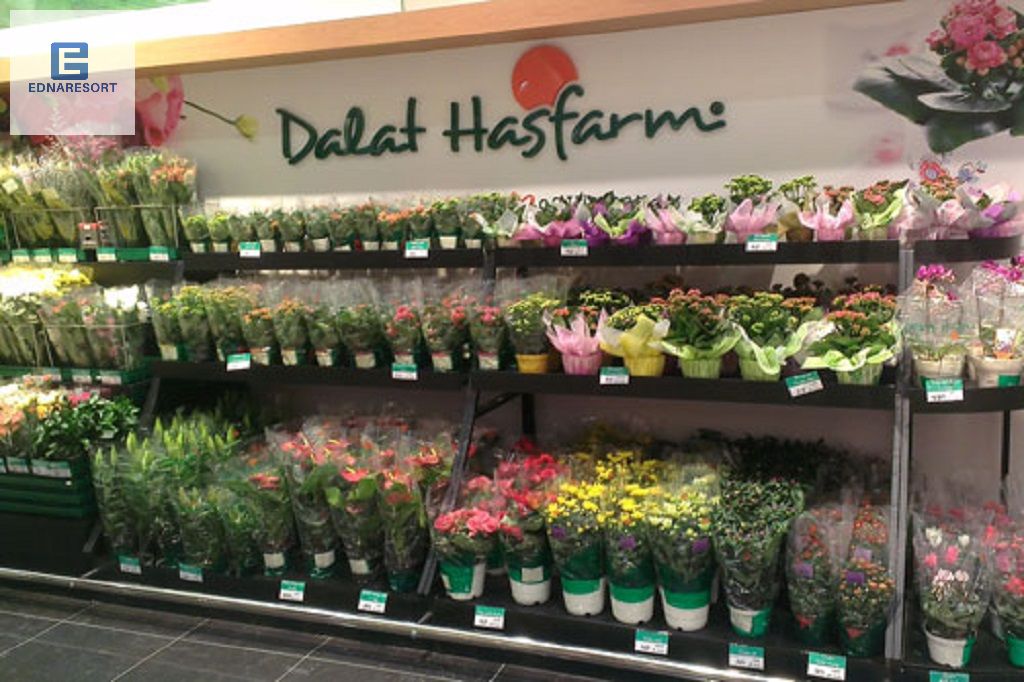 Dalat Hasfarm