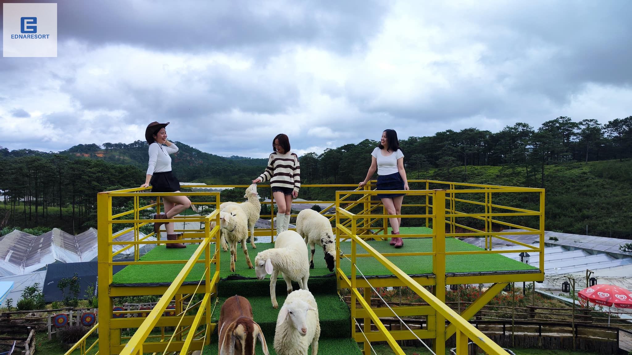 Nông trại cừu ở Đà Lạt